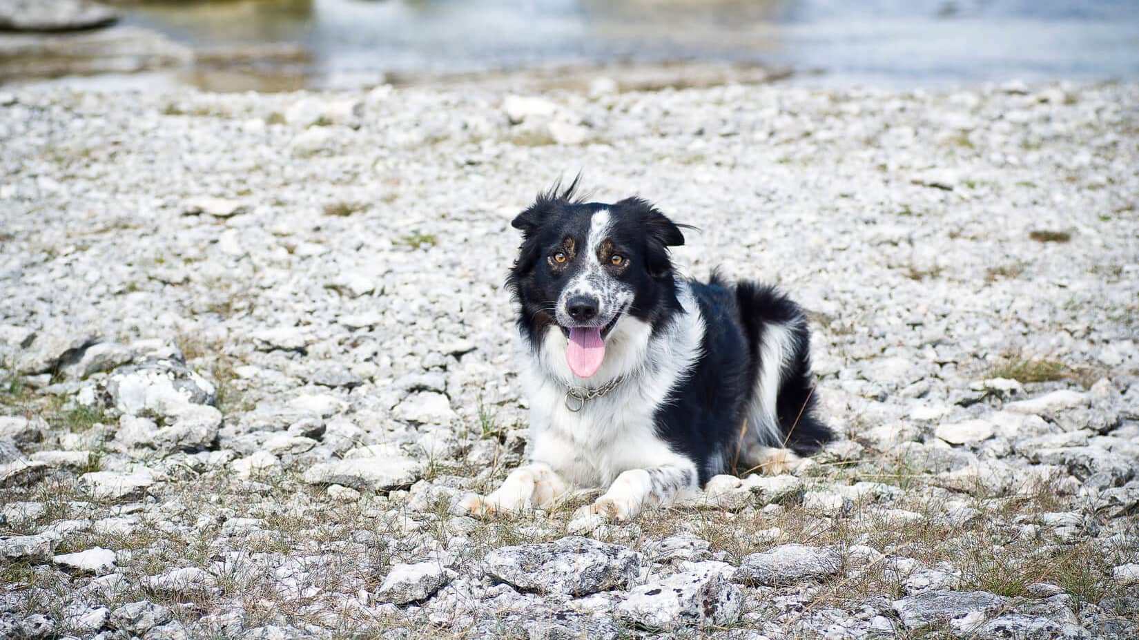 auf Gotland ▷ mit Hund auf die Insel