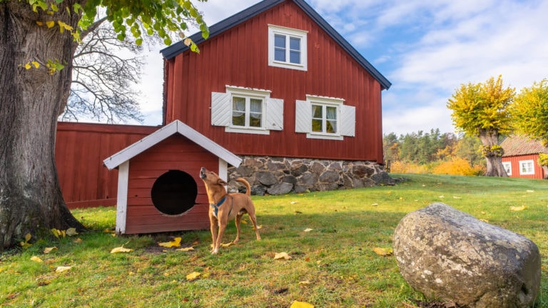 Ferienhaus in Schweden mit Hund