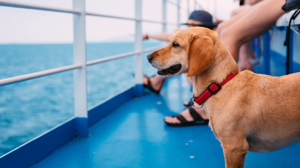 Mit dem Hund auf der Fähre nach Schweden